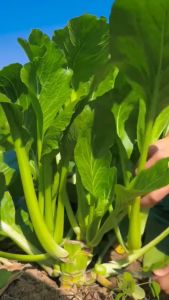 Hạt Giống Cải Ngọt Ăn Mềm Ngọt