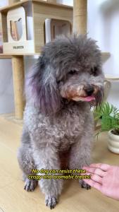 Snack Beef Pet Reward Stick 100gr Dog Treat Cemilan Anjing Semua Umur Puppy Adult Snack