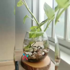 GRATIS TATAKAN KAYU Untuk Aquarium Cupang & Ikan Hias