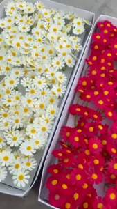 Hoa sáp thơm Cúc Tana (50 Bông) trang trí bó hoa hộp quà tạo điểm nhấn xinh đẹp