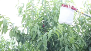 Galah Pemetik Buah With Net Bag / Portable / Baja Tahan Karat Pemetik Buah