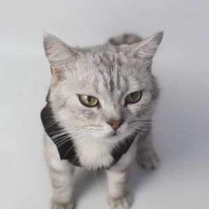 Baju Kucing Anjing Lucu Laki-laki Cewek Murah Jaket Gelembung Tebal - BUKI PET JACKET PUFFER SERIES