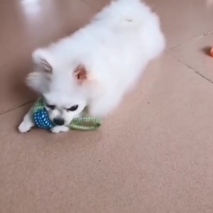 [HCM]Đồ chơi cho Chó gặm sạch răng bằng dây thừng bện-GL314