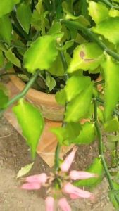 นกน้อยนำโชคตัวผู้ดอกสีชมพู