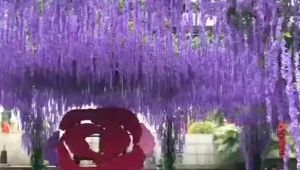 ดอกไม้ปลอมหวายพวงดอกวิสทีเรีย: เพดานดอกวิสทีเรียประดิษฐ์ตกแต่งด้วย อุปกรณ์แบบดอกไม้