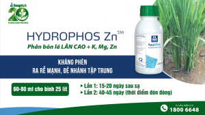 ( Hợp Trí ) HYDROPHOS Zn (500ML) - PHÂN BÓN LÁ HỖN HỢP PK - TĂNG PHÂN HÓA MẦM HOA KHÁNG PHÈN MẶN - Hàng Hiệu Chính Hãng