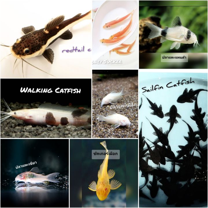 รวมปลาพื้นตู้ไม้น้ำ ช่วยเก็บเศษอาหารเหลือ มีหลากหลายแบบให้เลือก ...