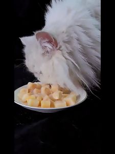 PETSEE Freeze Dried Chicken Breast for Cat Booster Kucing Chicken Cube 500g Makanan Kucing for Dog Freeze Cat Food