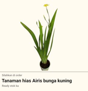 Tanaman hias airis bunga kuning
