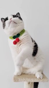 LOVELY Kolar Kucing Ceri Braided Yarn Cherry Cat Pet Collar 20-50CM 纯手工宠物毛线无声樱桃脖圈颈圈