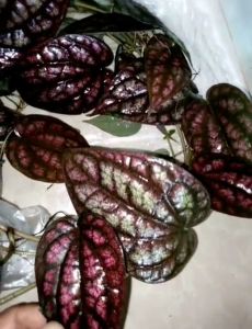 พลูลงยาสีชมพูเจ็บๆต้นถอน10ต้นถอน