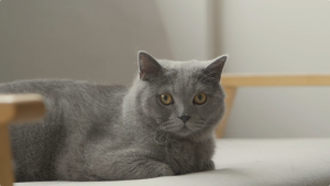 Clothes Drying Racks Outdoor Updated VersionStainless Steel Laundry Drying Rack for Indoor Outdoor and The BalconyLength Adjustable Saves Spacewith Windproof Hooks