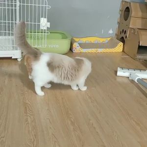 Funny Pet LED Laser Cat Toy Red Dot Laser Light Pointer Laser Pen Interactive Toy Cat Stick Cat Toys