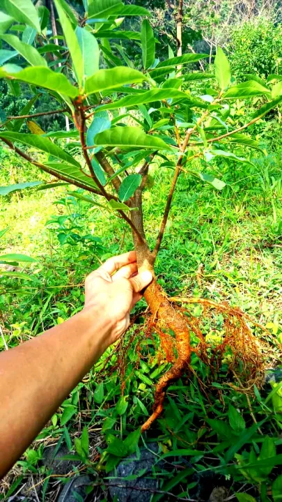 promo%20bibit%20loa%20bahan%20bonsai%20cantik%20segar%20montok%20dan%20mudah%20di%20rawat%20-%20Image%202