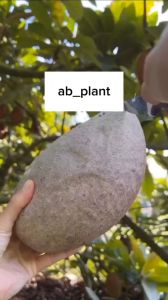 Bibit Sawo Jumbo Mampu Berbuah Dalam Pot Super Okulasi