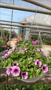 Hoa Dạ Yến Thảo