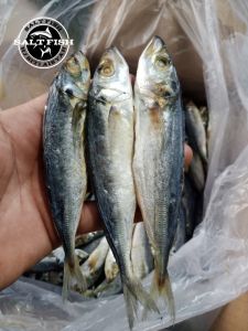 ikan asin PEDA LAYANG /KLOTOK fresh 1kg
