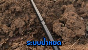 50 อัน วาล์วเทปน้ำหยด พร้อม ลูกยาง เปอร์เมท เทปน้ำหยด 16 มิล ระบบ น้ำหยด สายน้ำหยด เกษตร สำหรับ K FARM