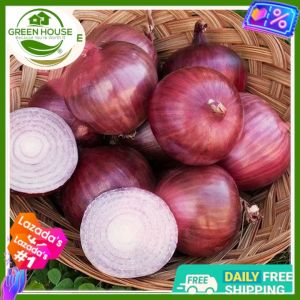 Green House® - Full Seasons Red Onion Seed (50 Seeds) for Planting Vegetables Allium Seeds F1 Hybrid Veggies