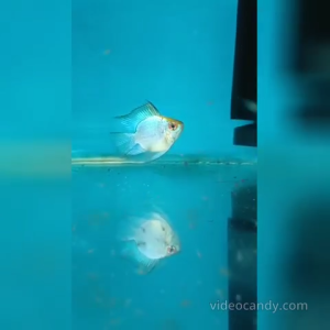 Paracheirodon Innesi Short Body Ikan  蓝波子鱼 Ready Stock