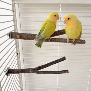 Bird perch Dapuan Bird wood perch stand pole Parrot standing stick for lovebirds parakeet Bird cage accessories