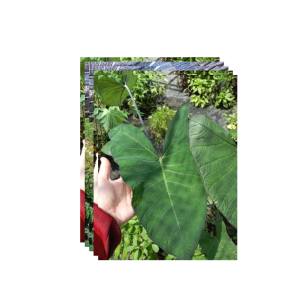 MDC - Anak Pokok Keladi Betawi Hitam / Xanthosoma Violaceum plant sapling/edible