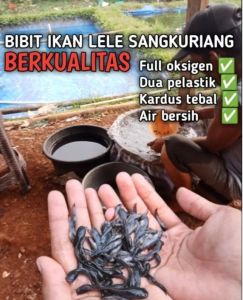 Bibit ikan lele Sangkuriang murah berkualitas isi 100 ekor Bonus 5 ekor+pakan pelet