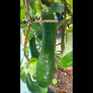 Bibit Alpukat Sab 034 Super