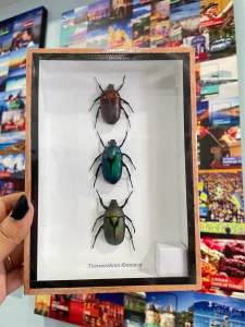 กล่องแมลงสต๊าฟ ผีเสื้อสต๊าฟ งานไอเดีย แมลงเพื่อการศึกษา กรอบไม้ กล่องแมลง ของแต่งบ้าน ของสะสม ผลิตและจัดจำหน่าย พร้อมส่ง