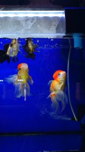 ตู้ปลาน้ำใส ด้วยชุดกรองบนระบบกรองชีวภาพ