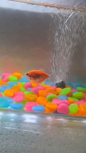 มี 2 ปั๊มลม ลมออก สำหรับตู้ปลา: ปั๊มอ๊อกซิเจน ปั๊มอากาศในตู้ปลา MEGA8000