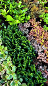 โปร 11.11 (5 ฟรี 1) ต้นไม้มงคล ไม้ฟอกอากาศ ต้นใหญ่ รากแน่น ต้นไม้เสริมดวง