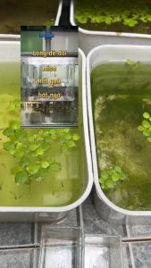 Vợt vuông 3 trong 1 nhiều màu