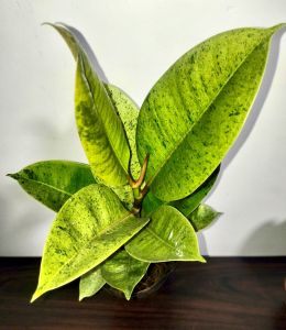 Ficus Shivereana Moonshine Rubber Tree