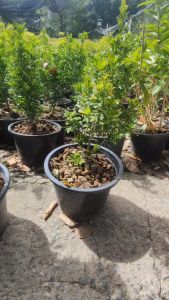 ประยงค์ไต้หวัน กระถาง 11 นิ้ว ต้นสวยและแข็งแรง (กทม)