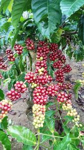 Bibit Semai Kopi Klon Bagio (1kg)