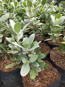 Silver Buttonwood Plant