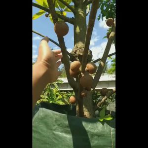 bibit sawo jumbo sudah berbuah super okulasi