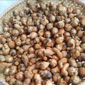 Jual Induk Kunyit / Biang kunyit Empunya Kunyit 1Kg