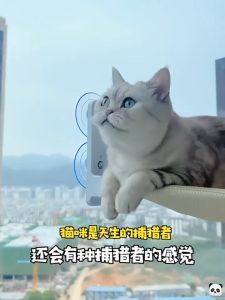 Window Mount Pet Cat Hammock Comfortable Hanging Cat Pet Sleep Bed Buaian Kucing Tilam