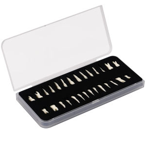 28pcs Permanent Teeth Model Full Mouth Upper and Lower Isolated Tooth with Root Standard Adult Teeth Model for Teaching Studying