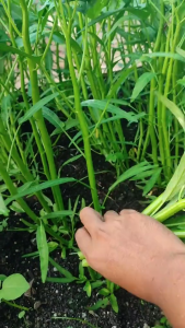 Benih Bibit Kangkung Kemasan Repack 100 gr isi sekitar 2500 butir kualitas terjamin isi banyak