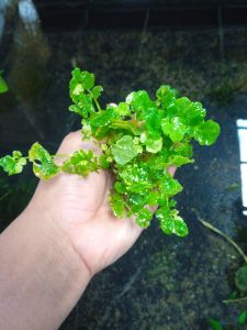 tanaman aquascape cardamine lyrata media wabikusa