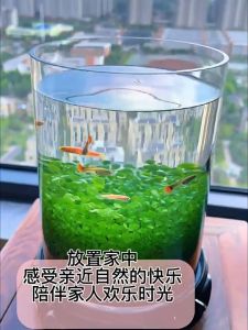 PROMO NEW LAUNCH (ISI 3X10 GRAM) - Bibit Rumput Air Dekorasi Aquarium Landscape Big Leaf Aquascape Akuarium