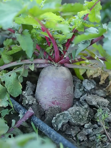 300เมล็ด เมล็ดพันธุ์แรดิชสีม่วง ทรงรูปสับปะรด Radish หัวไชเท้าสีม่วง ผักสวนครัว ปลูกง่ายดูแลง่าย