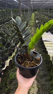 กวักมรกตดำกระถาง รากแน่นฟอร์มกอ Zamioculcas Zamiifolia Black ต้นไม้ปลูกในบ้าน ไม้มงคล ไม้ฟอกอากาศ ZZ Plant ไม้มงคลประดับบ้าน ต้นไม้วางในห้องออฟฟิศ