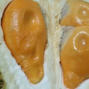 BIBIT DURIAN TEMBAGA aneka bibit unggul NIRWANA