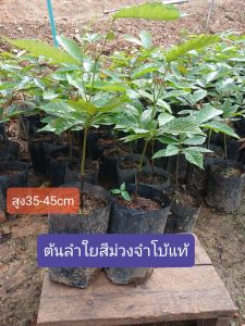 ลำใยคริสตัลม่วงจัมโบ้1ชุด2ต้นแท้นำมาจากอินโดนีเซียสูงขนาด30-45cm