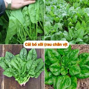 Hạt Giống Cải Bó Xôi (Rau Chân Vịt) Chịu Nhiệt Dễ Trồng