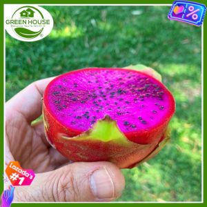 Green House® - Dragon Fruit Seeds Pink Pitahaya for Planting Fruit Plant (20 Seed) pink flesh incl. Instruction